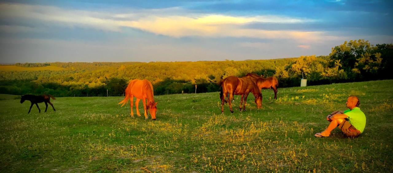 Dharma Horse Shelter Bungalows & Farmping Siofok Dış mekan fotoğraf